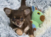 Urgent / Chihuahua puppy