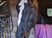 16.1 hh Warmblood Gelding