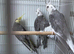 3 cockatiels for sale!