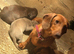 Puppy&rsquo;s
