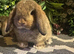2 mini lop boys