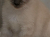 2 ragdoll kittens left