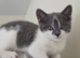 Beautiful Kittens