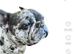 Male Merle puppy for sale