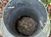 Chicken feeder