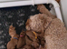 FULLY HEALTH TESTED MINIATURE COCKAPOOS