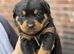6 chunky pure pedigree Rottweiler puppies