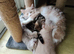 Kittens ready for their new home