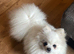 Stunning girl Pomeranian