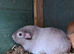Female guinea pigs