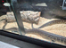 Bredli Pythons male and female