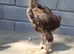 4 bantam chickens
