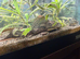 Sailfin Plecoa