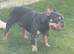 SOPPY FRENCH BULLDOG FOR STUD DUTIES