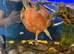Pink Bellied side neck Turtle