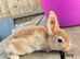️️4 week old mini Rex️