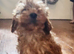 Cockapoo puppies