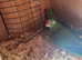 Alaxandrian breeding pair
