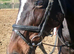 Sport horse