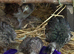 Spalding peachicks for sale