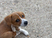 Jack Russell short legged boy Puppy