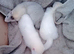 Albino ferrets