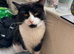 X 2 Cats for Rehoming Male & Female Couple