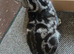 Bsh.Silver Tabby.