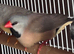 Heck's finch long tail finch