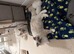 Lilac Mitted Active GCCF ragdoll female