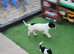 Jack Russells
