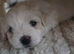 Maltese