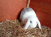 8 week old mini lop