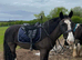 cob gelding