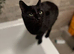 Beautiful Black Cat (6 years old) needs his forever home