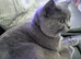 Male for rehoming