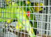 2x young yellow wing amazon