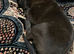 9 weeks old cane corso f1 female puppy to rehome