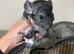 Syrian Hamster Baby Boy