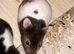 Baby hamsters silly tame