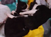 Two male kittens, Moo and Buddy