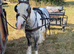 12.2 ride & drive mare
