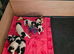 7 Lovely Jack Russell pups for Sale