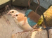 Waxbill