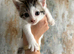 8 WEEK OLD KITTENS READY FOR THEIR FOREVER HOMES