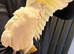 9 months old beared eyed cockatoo for sale px
