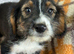 Porky A great rescue boy perfect for any family home a sweet soul