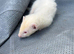Ferrets hobs 2 hobs available