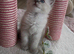 Stunning champion lines Lynx Boys Available Now.