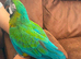 Rare stunning Hybrid milligold macaw in London